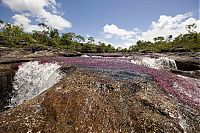 TopRq.com search results: Caño Cristales, The River of Five Colors, Serrania de la Macarena, Meta, Colombia