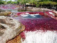 TopRq.com search results: Caño Cristales, The River of Five Colors, Serrania de la Macarena, Meta, Colombia