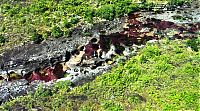 World & Travel: Caño Cristales, The River of Five Colors, Serrania de la Macarena, Meta, Colombia