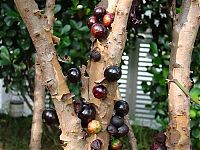 World & Travel: Jabuticaba - tree with fruits on its trunk, Paraguay