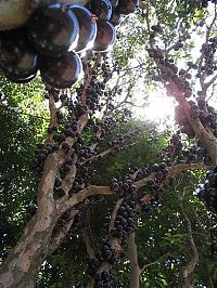 TopRq.com search results: Jabuticaba - tree with fruits on its trunk, Paraguay