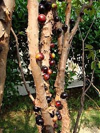 TopRq.com search results: Jabuticaba - tree with fruits on its trunk, Paraguay