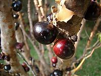 World & Travel: Jabuticaba - tree with fruits on its trunk, Paraguay