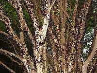 World & Travel: Jabuticaba - tree with fruits on its trunk, Paraguay