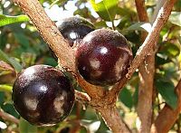 TopRq.com search results: Jabuticaba - tree with fruits on its trunk, Paraguay