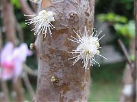 World & Travel: Jabuticaba - tree with fruits on its trunk, Paraguay