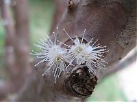 World & Travel: Jabuticaba - tree with fruits on its trunk, Paraguay