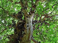 TopRq.com search results: Jabuticaba - tree with fruits on its trunk, Paraguay