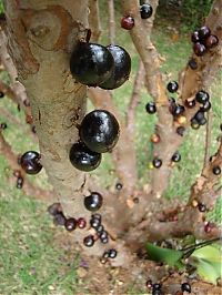 TopRq.com search results: Jabuticaba - tree with fruits on its trunk, Paraguay