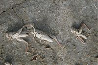 Salt Lake Baskunchak, Russia