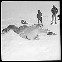 World & Travel: History: Arctic expedition