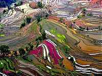 TopRq.com search results: paddy fields, rice terraces