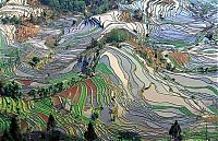 TopRq.com search results: paddy fields, rice terraces