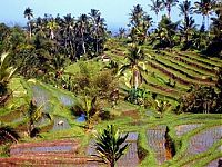 World & Travel: paddy fields, rice terraces