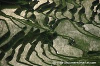 World & Travel: paddy fields, rice terraces