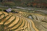 TopRq.com search results: paddy fields, rice terraces