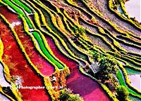 World & Travel: paddy fields, rice terraces