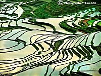 TopRq.com search results: paddy fields, rice terraces