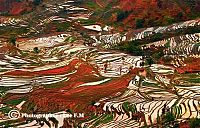 TopRq.com search results: paddy fields, rice terraces