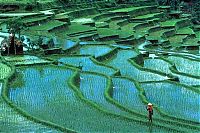 TopRq.com search results: paddy fields, rice terraces