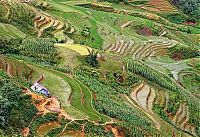 TopRq.com search results: paddy fields, rice terraces