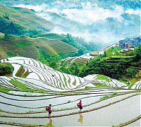 World & Travel: paddy fields, rice terraces