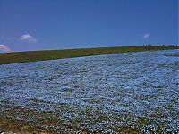 World & Travel: Hitachi Seaside Park, Hitachinaka, Ibaraki, Japan