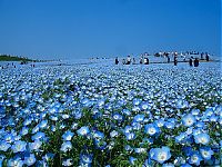 TopRq.com search results: Hitachi Seaside Park, Hitachinaka, Ibaraki, Japan