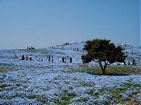 World & Travel: Hitachi Seaside Park, Hitachinaka, Ibaraki, Japan