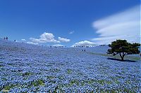 TopRq.com search results: Hitachi Seaside Park, Hitachinaka, Ibaraki, Japan