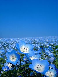 World & Travel: Hitachi Seaside Park, Hitachinaka, Ibaraki, Japan