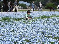 World & Travel: Hitachi Seaside Park, Hitachinaka, Ibaraki, Japan