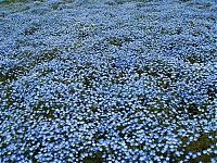 World & Travel: Hitachi Seaside Park, Hitachinaka, Ibaraki, Japan