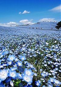 TopRq.com search results: Hitachi Seaside Park, Hitachinaka, Ibaraki, Japan