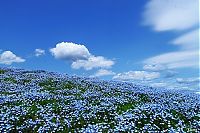 World & Travel: Hitachi Seaside Park, Hitachinaka, Ibaraki, Japan