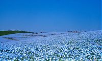 TopRq.com search results: Hitachi Seaside Park, Hitachinaka, Ibaraki, Japan