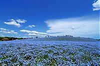 TopRq.com search results: Hitachi Seaside Park, Hitachinaka, Ibaraki, Japan