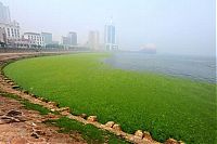 World & Travel: Seaweeds invade the shores of China