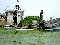 World & Travel: Seaweeds invade the shores of China