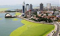World & Travel: Seaweeds invade the shores of China