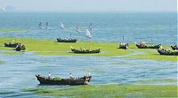 World & Travel: Seaweeds invade the shores of China