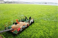 World & Travel: Seaweeds invade the shores of China