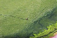 TopRq.com search results: Seaweeds invade the shores of China