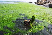 TopRq.com search results: Seaweeds invade the shores of China