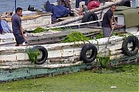 World & Travel: Seaweeds invade the shores of China