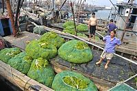 TopRq.com search results: Seaweeds invade the shores of China