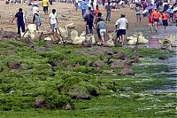 World & Travel: Seaweeds invade the shores of China