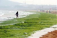 TopRq.com search results: Seaweeds invade the shores of China