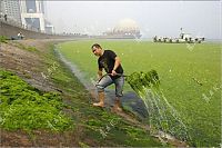 TopRq.com search results: Seaweeds invade the shores of China