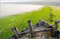 TopRq.com search results: Seaweeds invade the shores of China